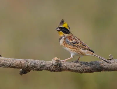 Юла и овсянка — смотрите, какие красивые птицы обитают в лесах Кобринского  района