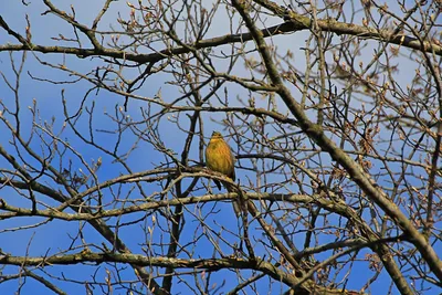 Полярная овсянка - eBird