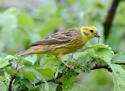 Голоса птиц Как поёт Овсянка обыкновенная Emberiza citrinella - YouTube