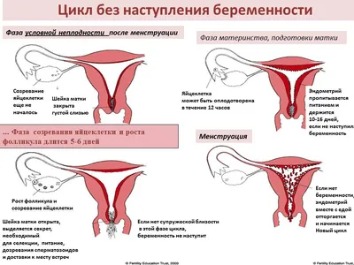 Оплодотворение яйцеклетки - описываем процесс зачатия подробно