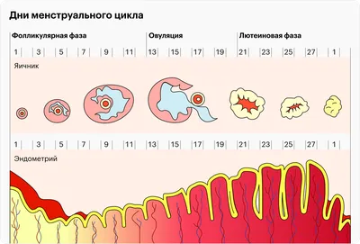 Менструальный цикл — Википедия