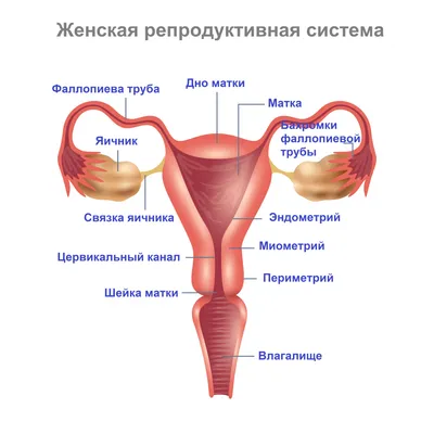 Оплодотворение яйцеклетки - описываем процесс зачатия подробно