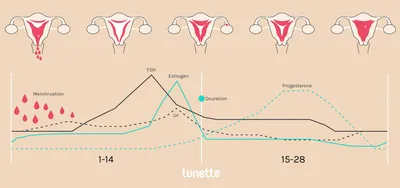 5 фактов о яйцеклетке о которых вы не знали — Reprolife