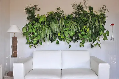 Вертикальное озеленение в интерьере квартиры или дома