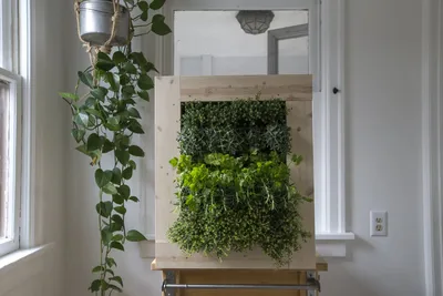 Озеленение помещений - идеи для преображения квартиры, дома или офиса -  Live Decor