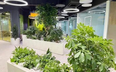 Озеленение офиса живыми растениями - Letostudio.shop