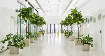 Озеленение офиса в Минске