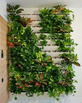 Вертикальное озеленение в интерьере своими руками: фото | Идеи озеленения,  Комнатные растения для помещений, Осенний сад
