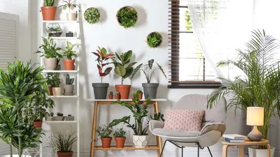 Озеленение квартиры: эффектные способы вписать комнатные растения в интерьер