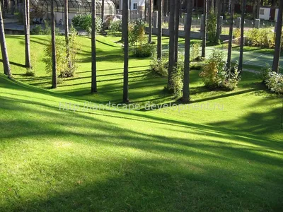 Фото: Как преобразить унылый двор в зеленый уголок