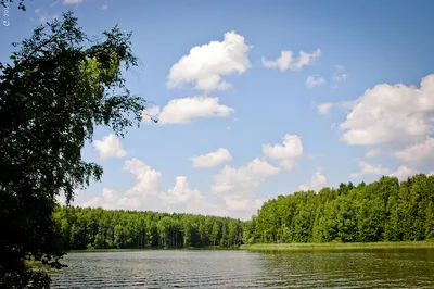 Лесное озеро Сергиев Посад - фото и картинки: 58 штук