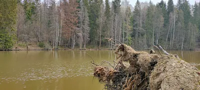 Коттеджный поселок «Лесное озеро (Сергиево-Посадский район)» на Ярославское  шоссе. Отзывы, генплан, описание, инфраструктура, цены.