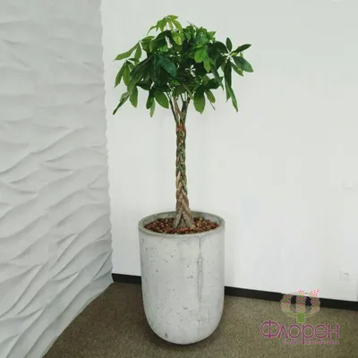 Пахира - королева комнатных растений на фото