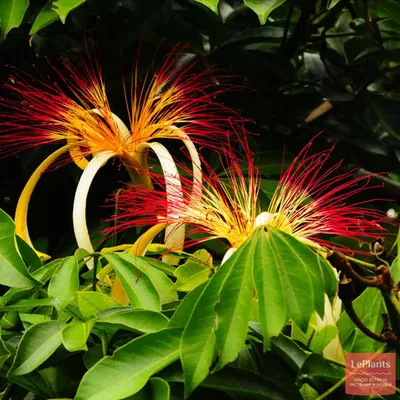 Красивые фотографии Пахиры: какие цвета и формы листьев бывают у этого растения