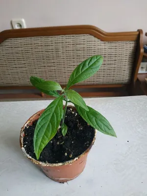 Изображение Пахистахиса: как этот растение влияет на уровень влажности в вашем доме