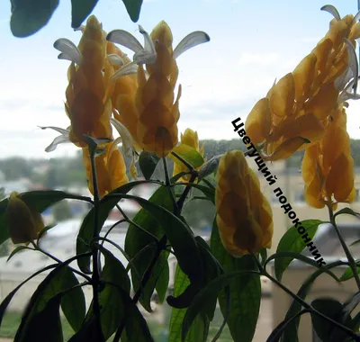 Фотография Пахистахиса: как создать идеальный микроклимат для этого растения в вашем доме