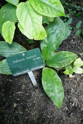 Фото Палисоты: уникальное растение с яркими листьями