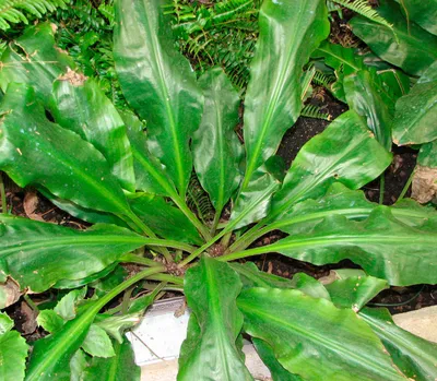 Картинка Палисоты: идеальное растение для домашнего оазиса
