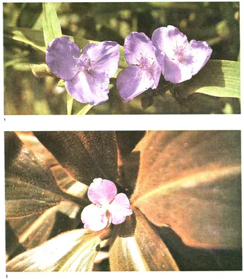 Фотография Палисоты: уникальное растение для вашего дома