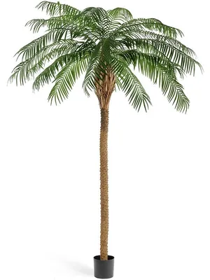 Пальмы в шарже вводят в моду изолированный на белой иллюстрации вектора  предпосылки Тропический завод дерева лета на природе для Иллюстрация  вектора - иллюстрации насчитывающей зеленый, черный: 99841536