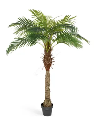 Пальма дерево - красивые фото