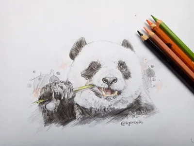 🐼💞🐼 | Рисунки панды, Изображения медведей, Изображение животного