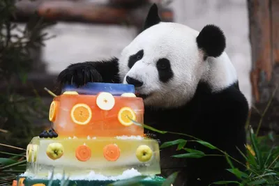 Сахарная картинка на торт Кунг-фу Панда с днем рождения PrinTort 73810305  купить в интернет-магазине Wildberries