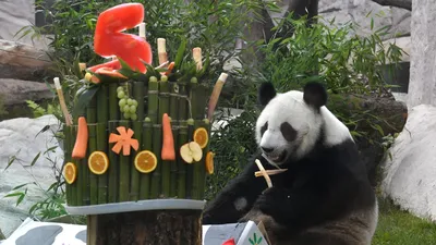 Панда поздравляет с днем рождения+…» — создано в Шедевруме