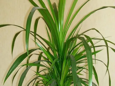 Фотография Пандануса: как использовать этот растение в качестве декора