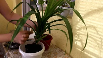 Фото Пандануса: как создать гармонию в вашем доме с помощью растений