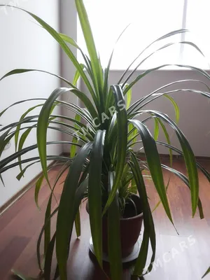Фотография Пандануса: как использовать это растение для создания оазиса спокойствия в вашем доме