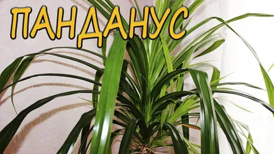 Фотография Пандануса: как использовать это растение для создания уютной атмосферы в вашей комнате