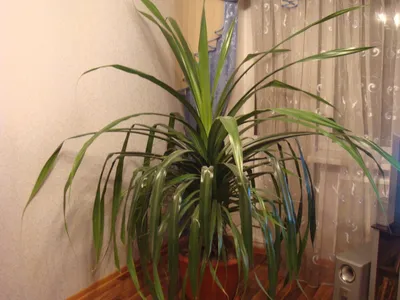 Фото Пандануса: как использовать это растение для создания интересного дизайна в вашем доме