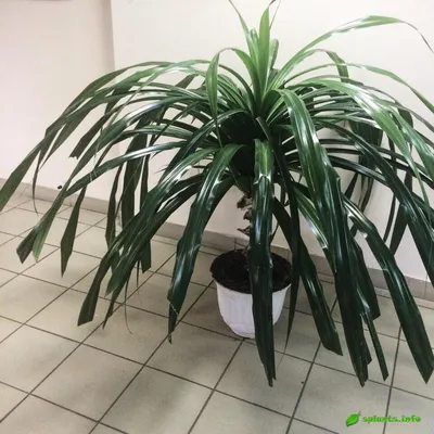 Фото Пандануса: добавьте этот растение в свою коллекцию комнатных растений
