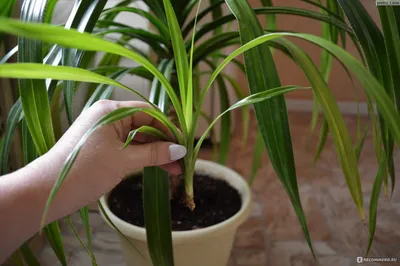Фото Пандануса: как ухаживать за растением в домашних условиях