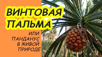 Фото Пандануса: растение, которое поднимет настроение