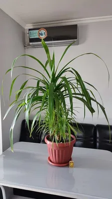 Картинка Пандануса: растение, которое привносит гармонию в дом