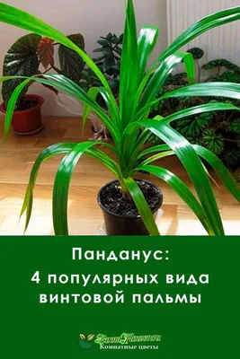 Картинка Пандануса: как украсить свой дом без лишних затрат