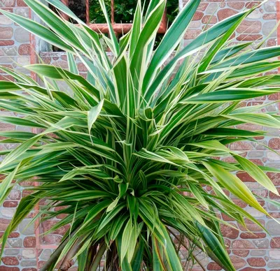 Фото Пандануса: как использовать это растение в своем интерьере