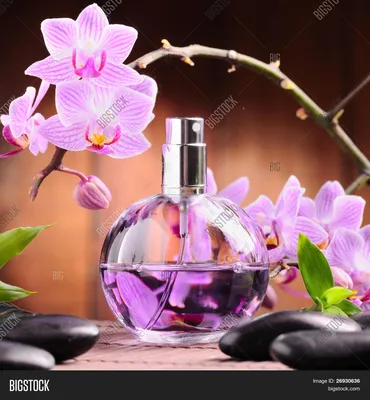 Haute Fragrance Company Or Noir - Парфюмированная вода: купить по лучшей  цене в Украине | Makeup.ua