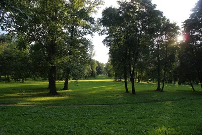 В парке Куракина дача воссоздадут исторический яблоневый сад - Официальный  сайт Администрации Санкт‑Петербурга