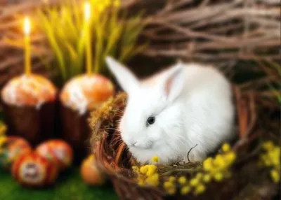 милый пасхальный кролик в весеннем лесу милый пасхальный кролик Фото Фон И  картинка для бесплатной загрузки - Pngtree