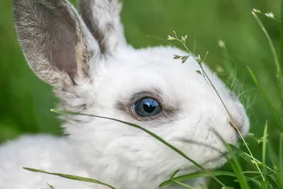 Фигурка Kinder Пасхальный кролик Синий 75g (ID#1765411317), цена: 199 ₴,  купить на Prom.ua