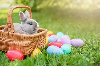 Пасхальный кролик Пасхальное яйцо Кролик, зайчик держит яйцо,  млекопитающее, ребенок, животные png | PNGWing