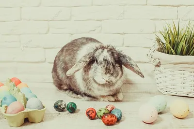 Пасхальный кролик с пасхальным яйцом Векторное изображение ©dagadu 9458181