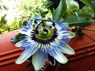 Фотография Пассифлоры, которая покажет вам, как красиво может быть растение в вашем доме.