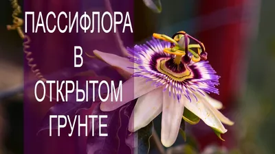 Комнатное растение на фото: Пассифлора во всей красе