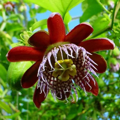 Фото красивого страстоцвета: уникальность в каждой детали