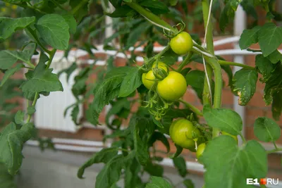 🍅Рассада помидоров: высадка в теплицу, полив и подкормка. Подкормка и  полив рассады