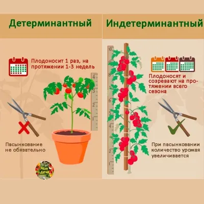 Томаты черри: 10 популярных сортов и секреты выращивания культуры |  AgroMarket интернет магазин семян